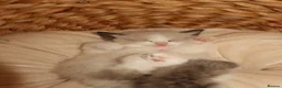 Ragdoll cats for sale: Bicolor/Lynx Ragdoll Kittens - TICA Registered  - Advert 20