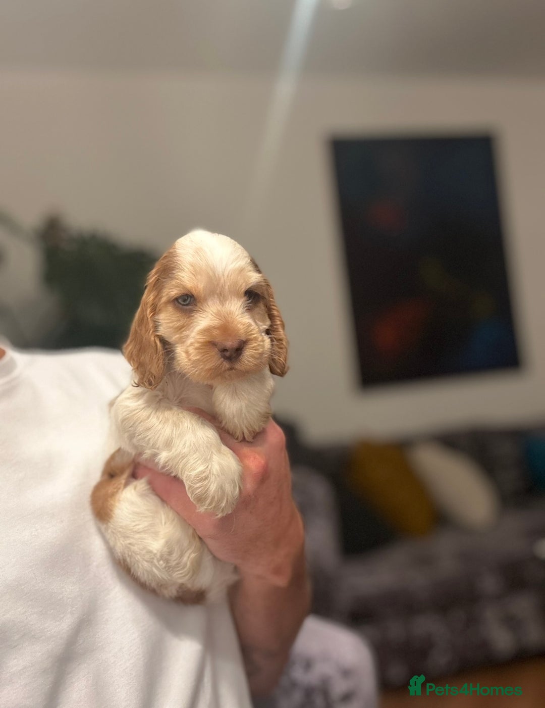 Cocker Spaniel dogs for sale: 🐶 Health-Tested Show-Type Cocke Spaniels 🐶 - Image 21