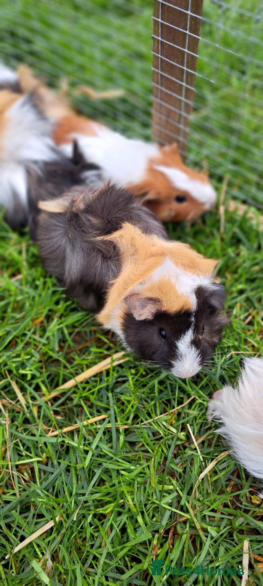 Guinea Pig rodents Adorable baby guinea pigs  - Advert 1