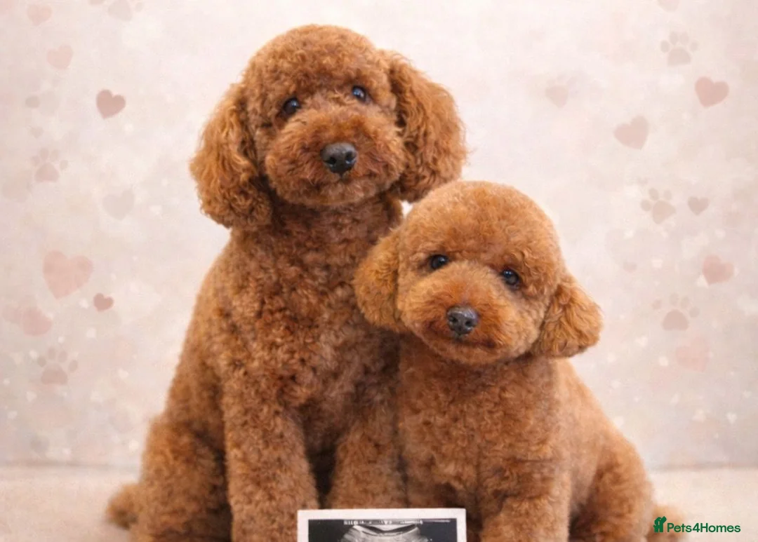 Toy Poodle dogs for sale: Beautiful Red Toy Poodles For Sale - Advert 1