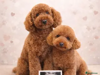 Toy Poodle dogs Beautiful Red Toy Poodles For Sale - Advert 1