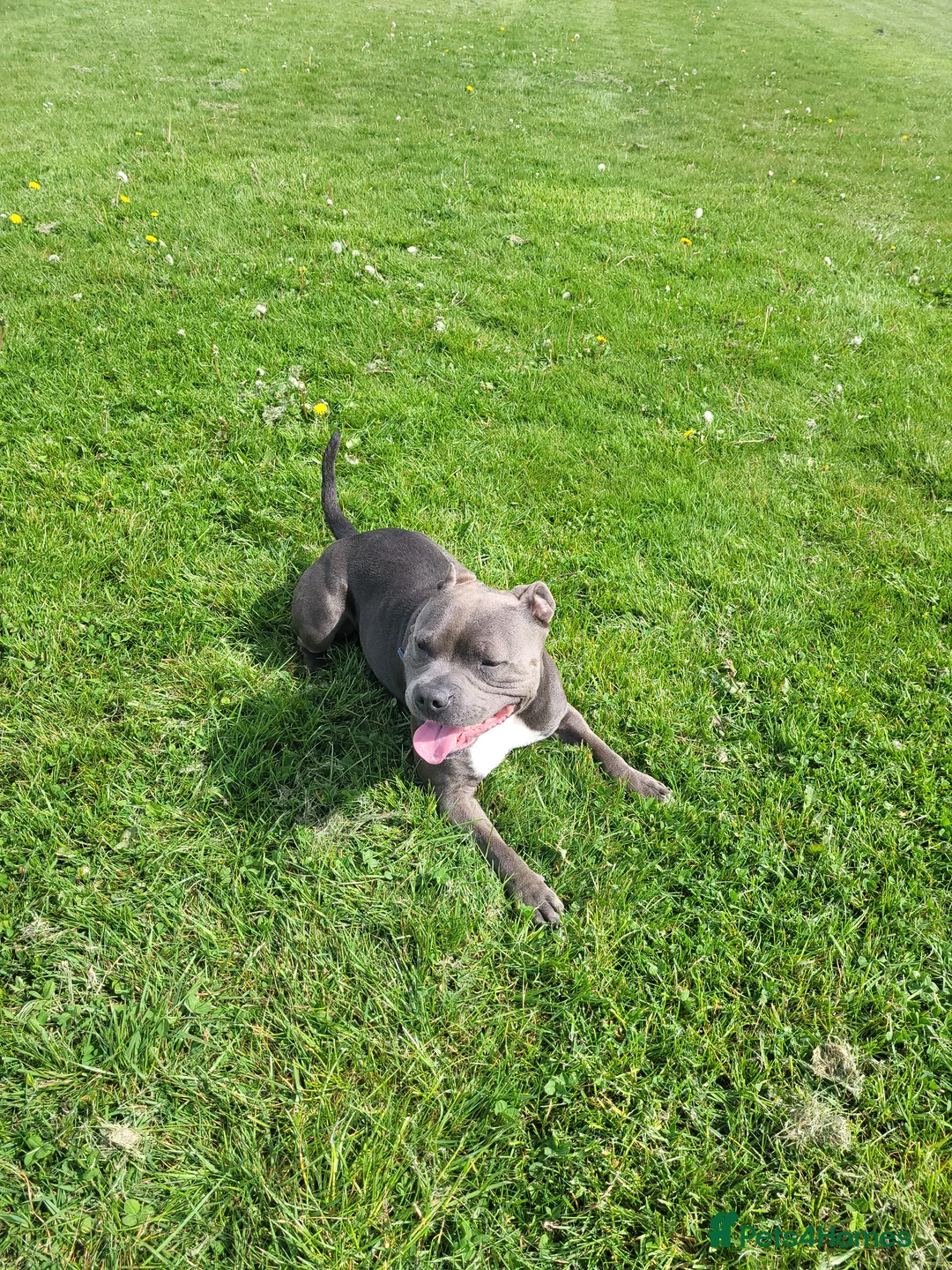 Staffordshire Bull Terrier dogs for stud: Blue Staffordshire bull terrier stud in Birmingham - Advert 5