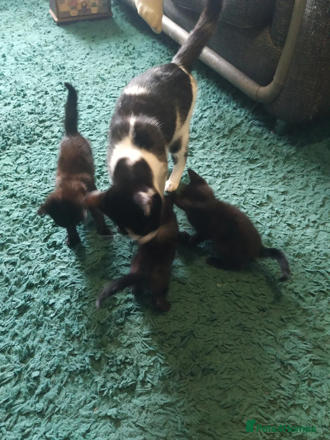 British Shorthair cats for sale: 3 black british shorthaired kittens in Wolverhampton - Advert 8