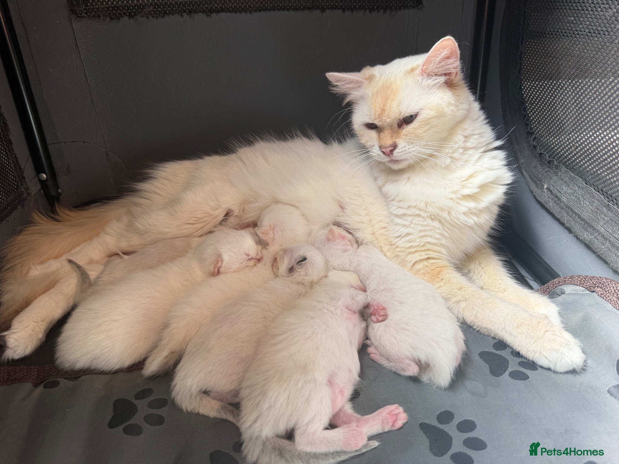 Ragdoll cats Flame ragdoll kittens✨ - Advert 1