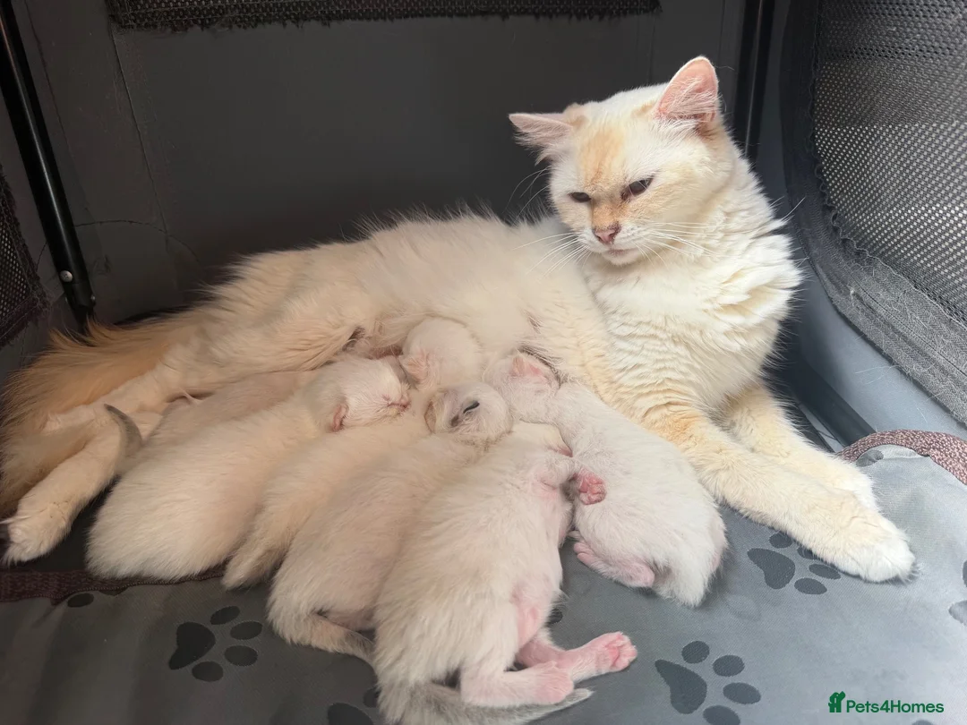 Ragdoll cats for sale: Flame ragdoll kittens✨ - Advert 1