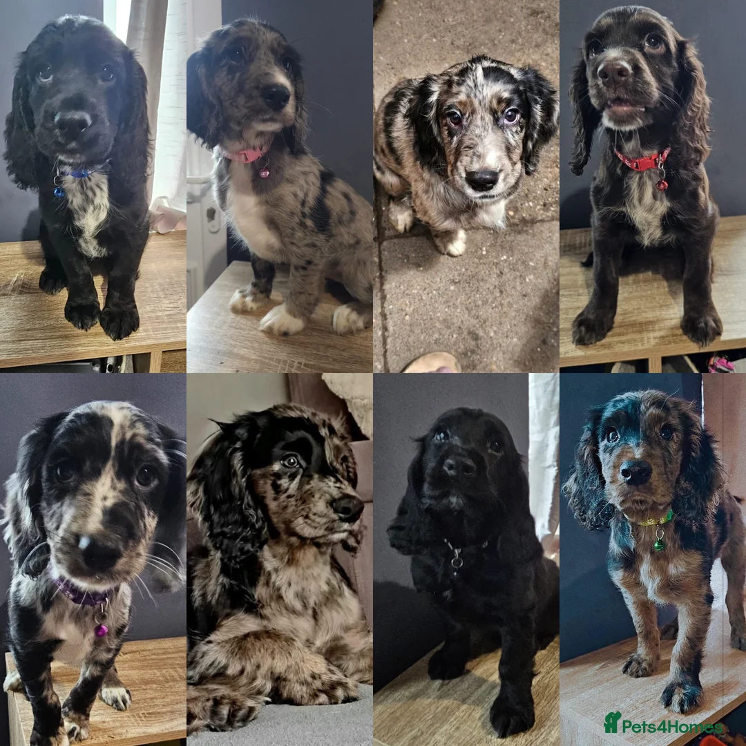 Cocker Spaniel dogs for stud: Merle Cocker Spaniel at stud - DNA tested🧬 in Dudley - Advert 12