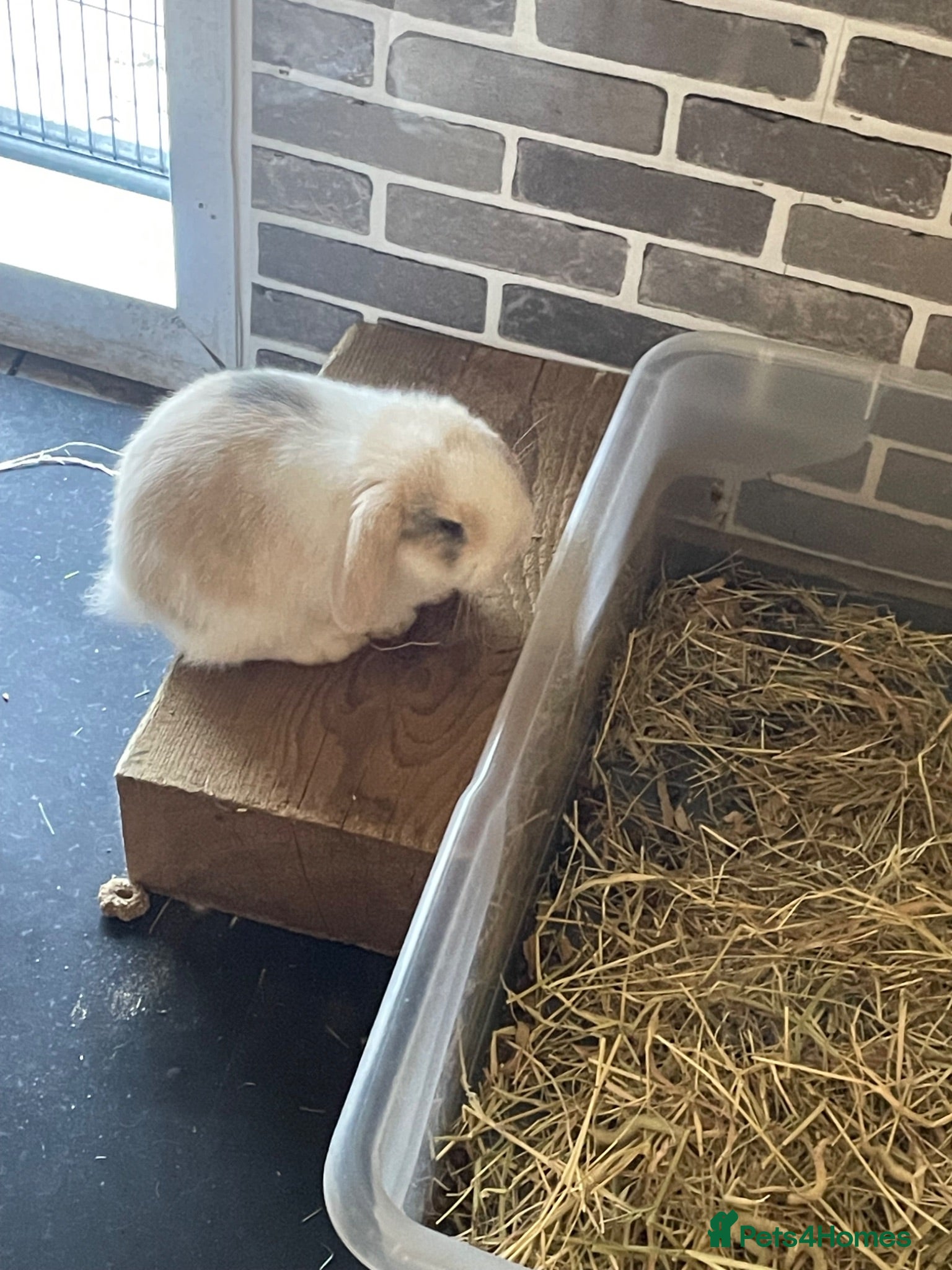 Mini Lop rabbits Beautiful mini lop babies - Advert 2