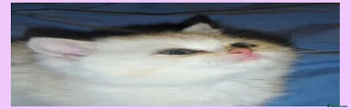 Kitten 2 Black Tipped
