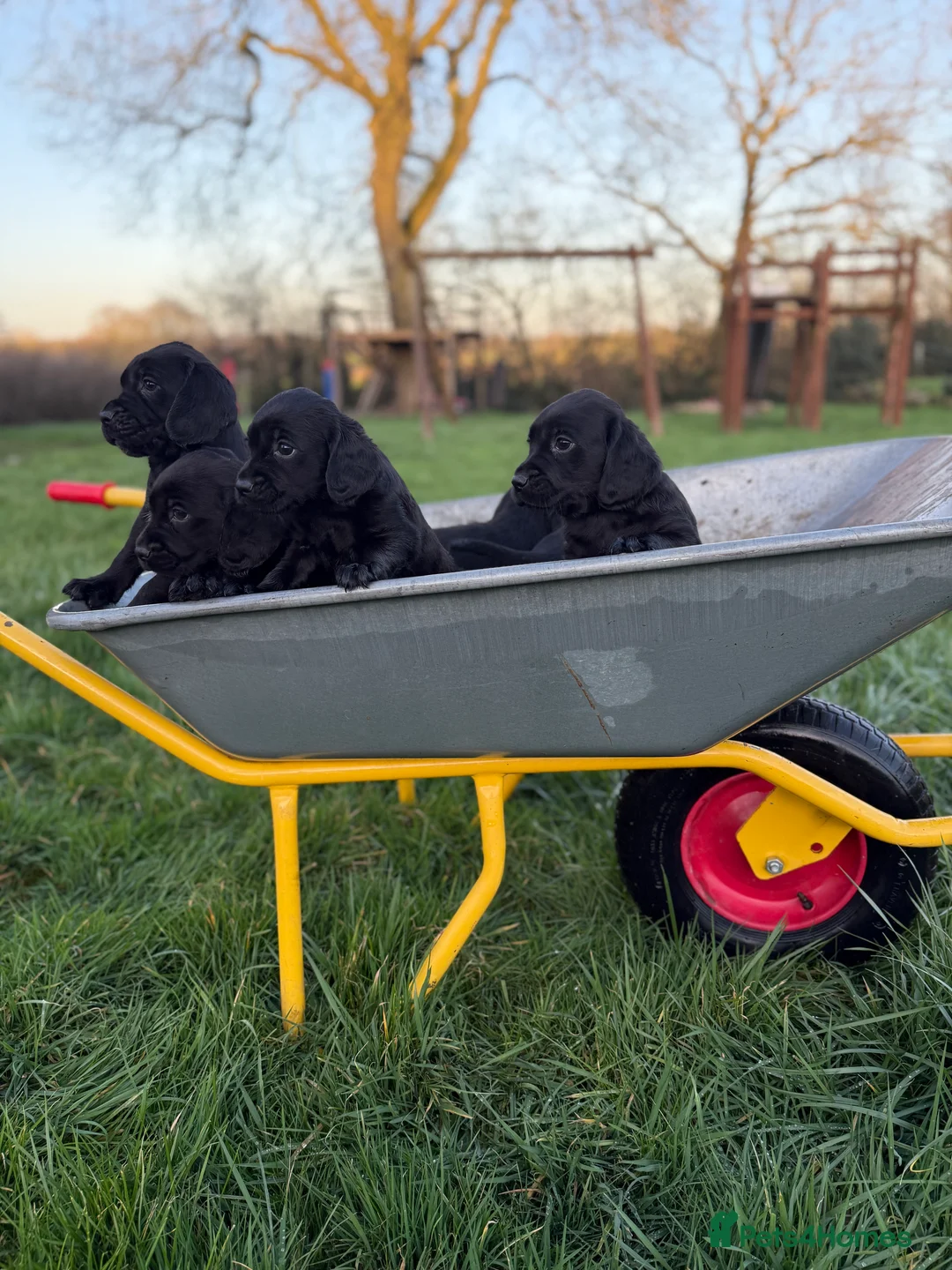 Cocker Spaniel dogs for sale: Stunning working cockers - Advert 15