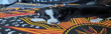 Mixed Breed Puppy 9