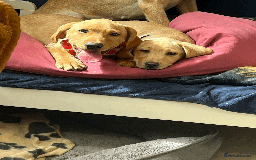 Labrador Retriever dogs for sale: Lovely Labrador puppies ready for new home 💕 - Image 10