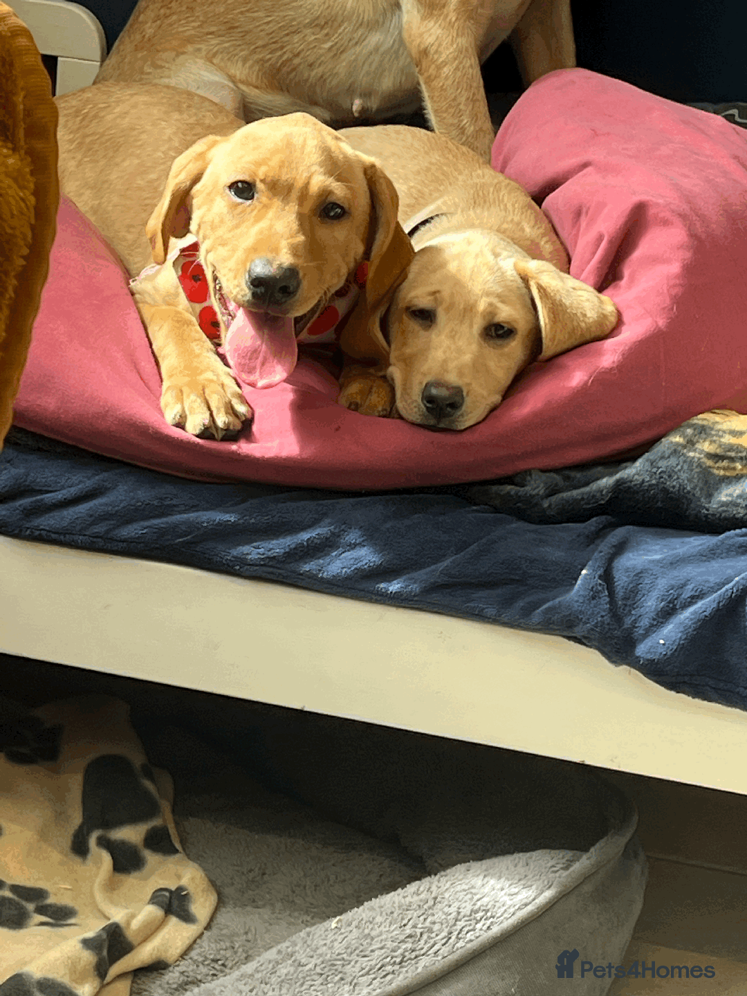 Labrador Retriever dogs for sale: Lovely Labrador puppies ready for new home 💕 - Image 10