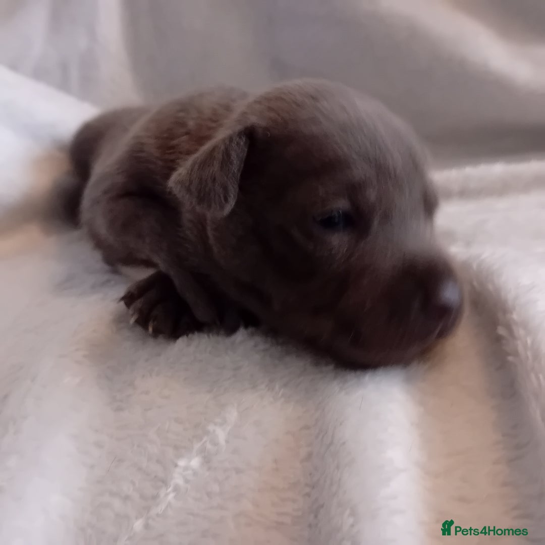 Staffordshire Bull Terrier dogs for sale: Staffordshire bull terrier pups  - Advert 29