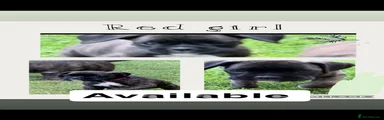 Boxer 4
