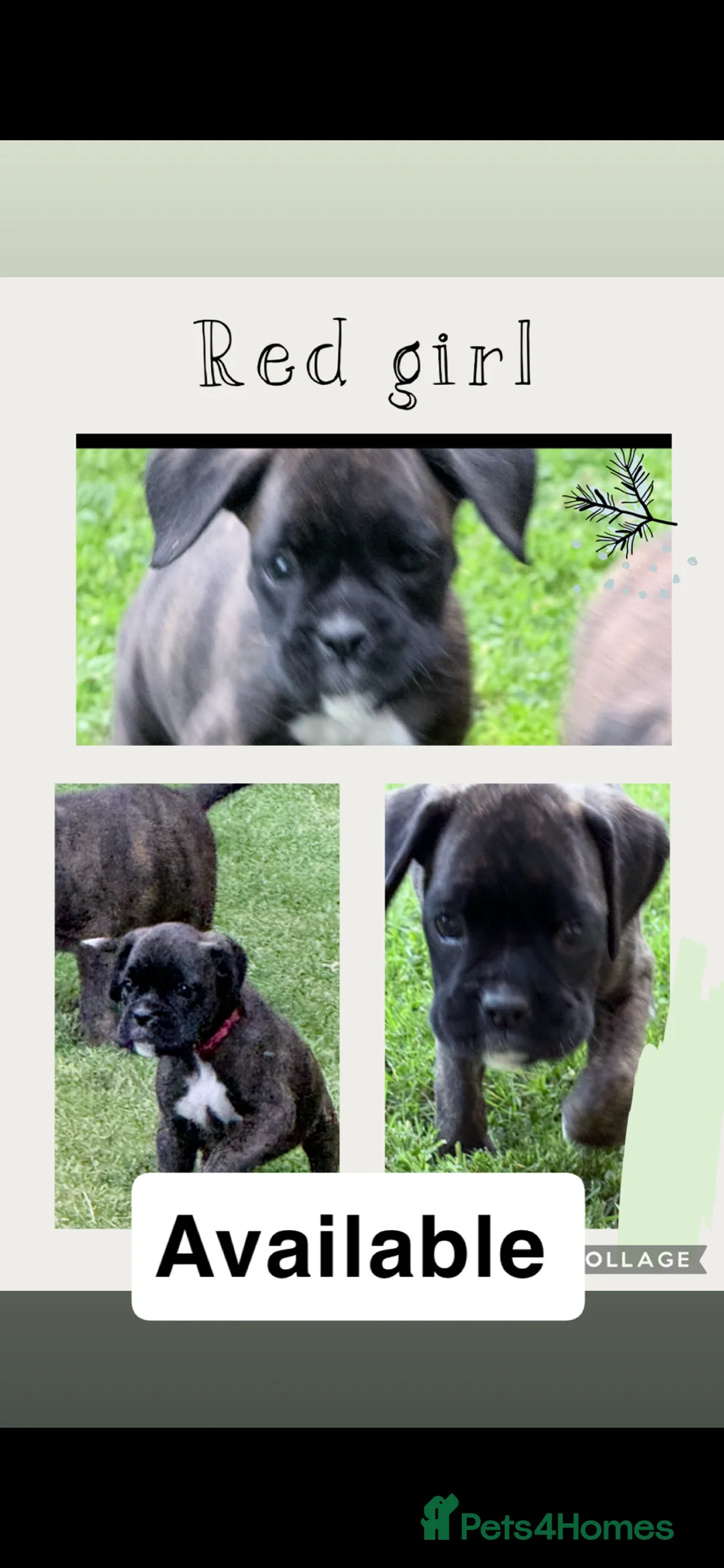 Boxer dogs for sale: IKC Reg Boxer puppies  - Advert 2