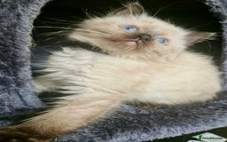 Ragdoll cats for sale:  FIFe Registered Ragdoll Kittens Champion Line - Image 10