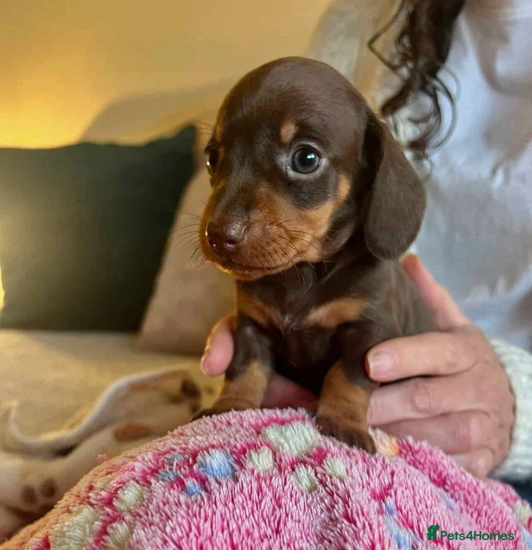 Miniature Dachshund dogs for sale: Stunning Miniature Dachshund Puppies! - Advert 2