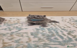 British Shorthair cats for sale: 💙British Shorthair and Long.. Blue kittens ❤️💛💚 - Image 25