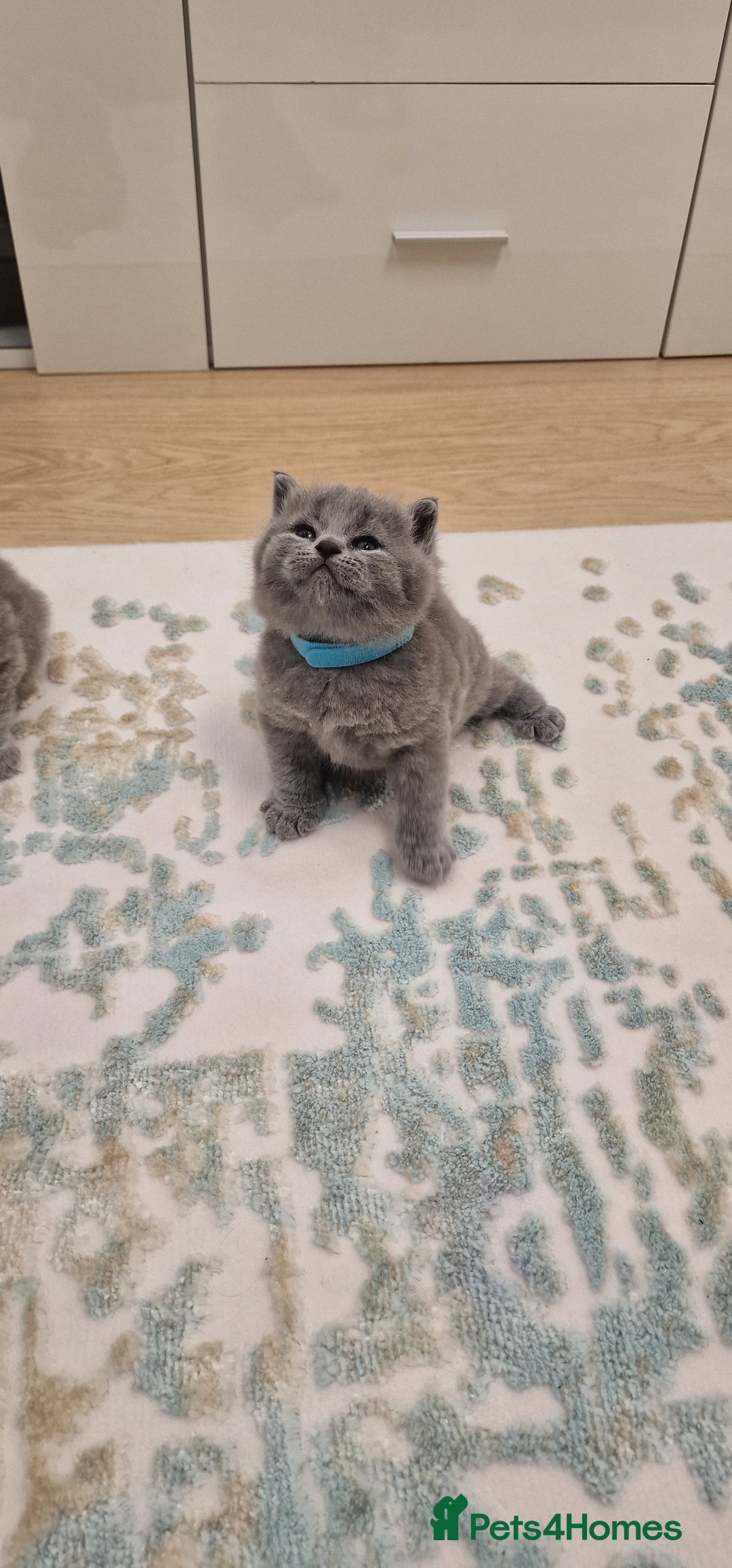 British Shorthair cats for sale: 💙British Shorthair and Long.. Blue kittens ❤️💛💚 - Image 25