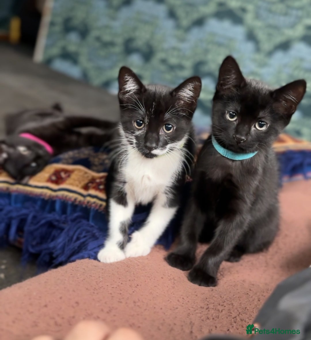 Bombay cats for sale: 2 female kittens for FREE - Image 4
