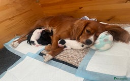 Cavapoo dogs for sale: BEAUTIFUL adorable Toy Cavapoos! - Image 1