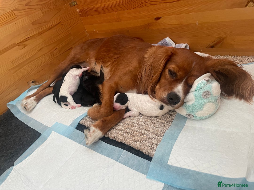 Cavapoo dogs for sale: BEAUTIFUL adorable Toy Cavapoos! - Image 1