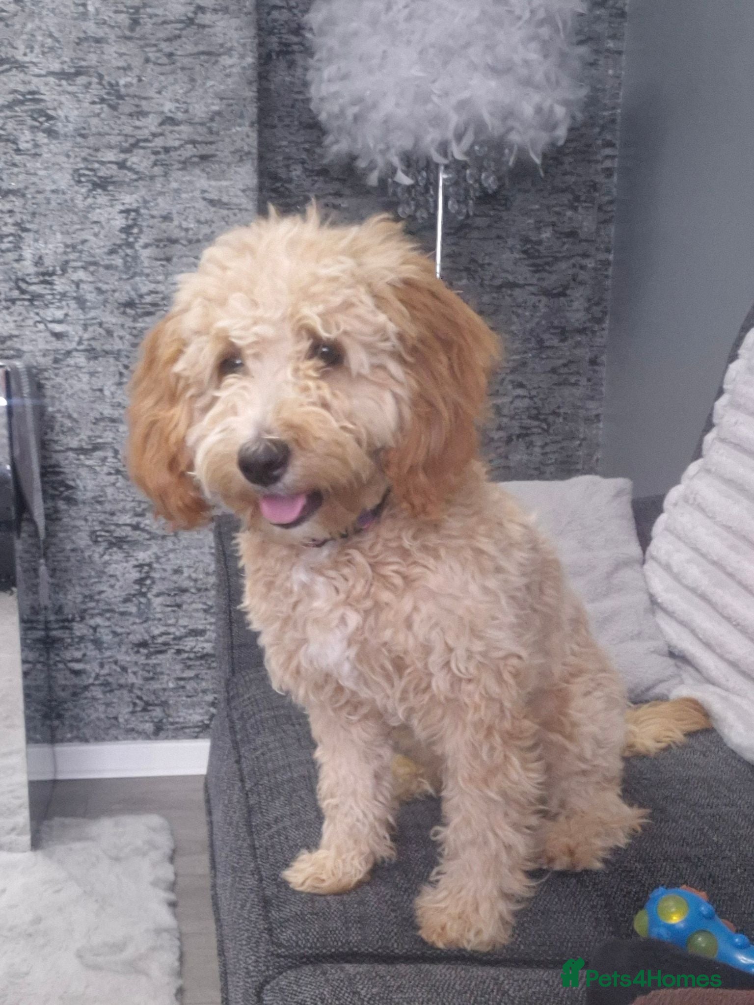 Maltipoo dogs Maltipoo - Advert 10