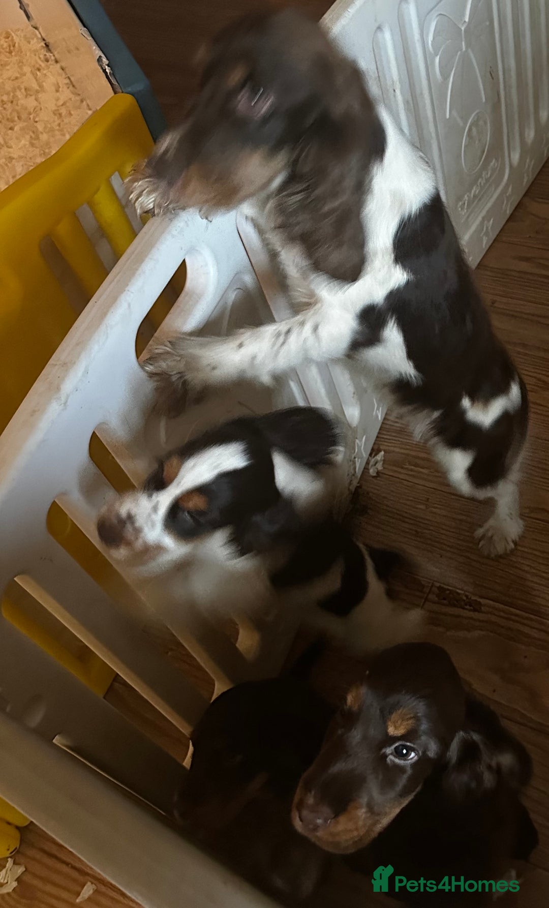 Cocker Spaniel dogs for sale: Stunning cocker spaniel puppies  - Image 7