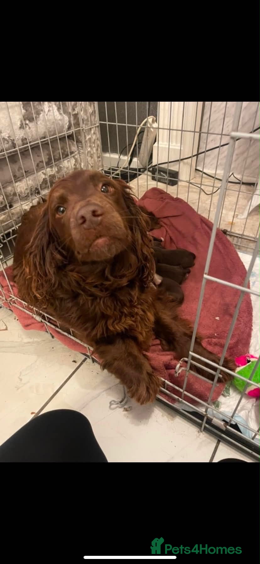 Sprocker dogs Stunning F2 sprocker spaniel puppies !  - Advert 1
