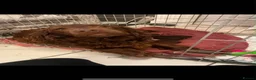 Sprocker dogs for sale: Stunning F2 sprocker spaniel puppies !  - Advert 2