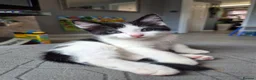 Mixed Breed cats for sale: Kittens ready now  - Advert 1