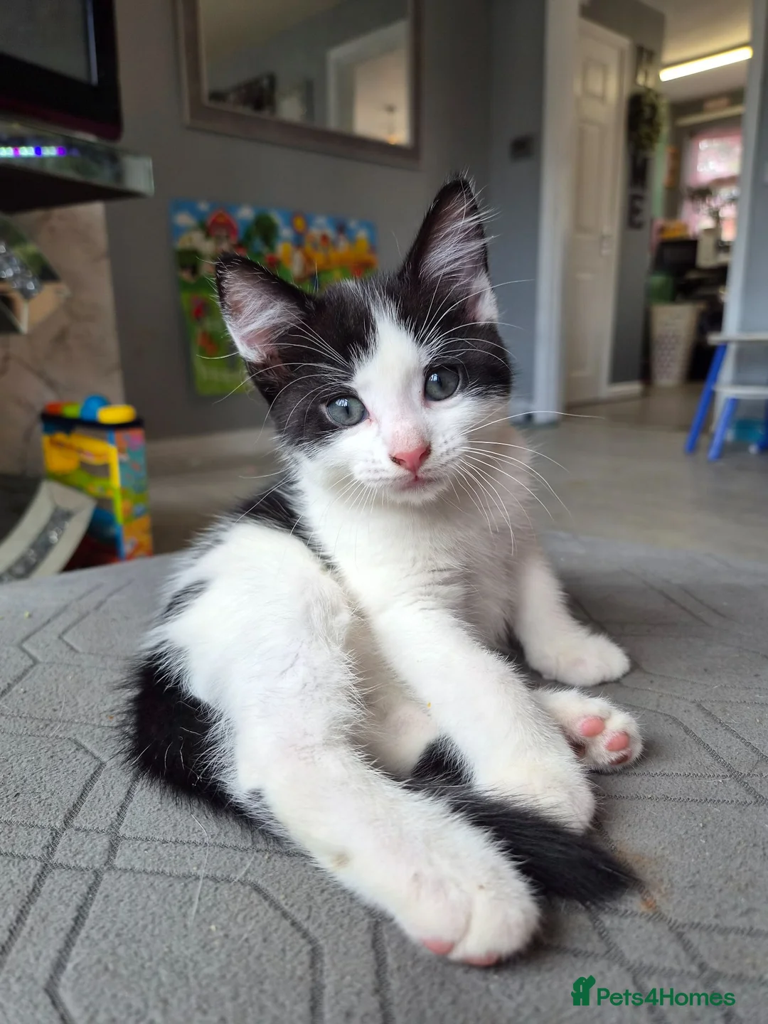 Mixed Breed cats for sale: Kittens ready now  - Advert 1