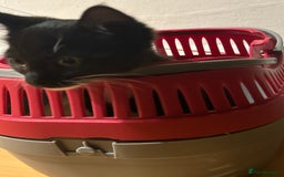 Domestic Shorthair cats for sale: Super affectionate male kitten  - Image 3