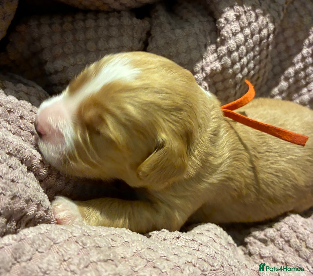 Australian Labradoodle dogs for sale: Australian Labradoodle, exceptional homes only - Advert 8