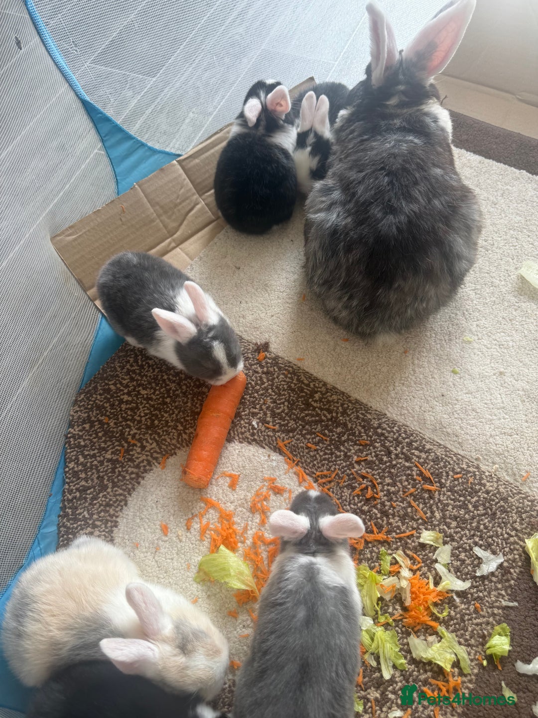 Mixed Breed rabbits for sale: Mixed breed - Image 5