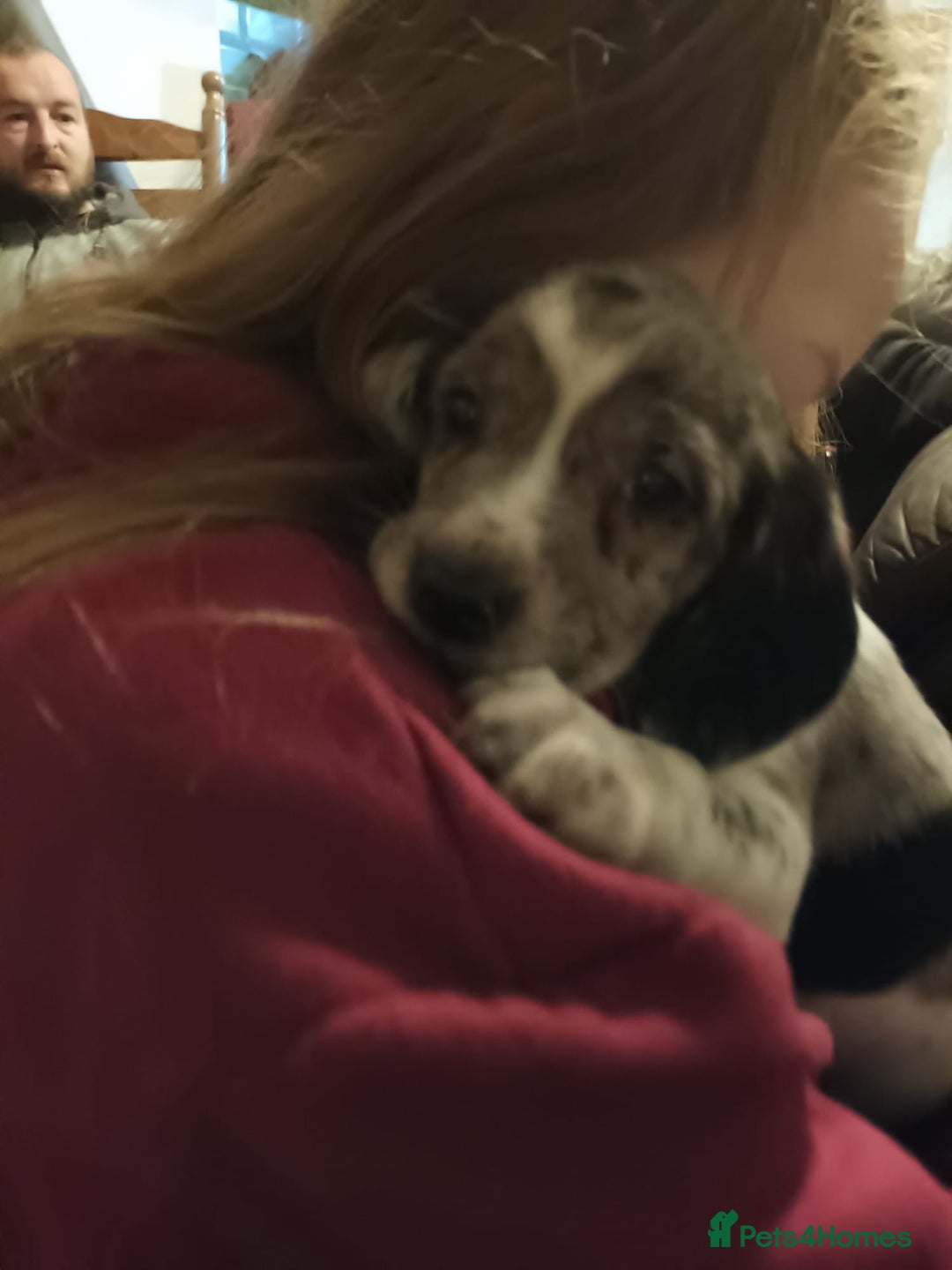 Bocker dogs for sale: Beagle x cocker - Advert 3