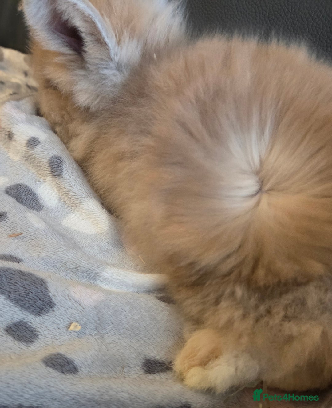 Mini Lion Lop rabbits for sale:  Male teddywidder bunnies  - Advert 8