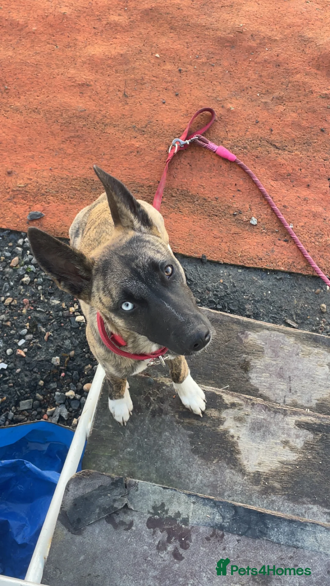 Mixed Breed dogs for sale: Siberian husky cross whippet in Clacton-on-Sea - Advert 2