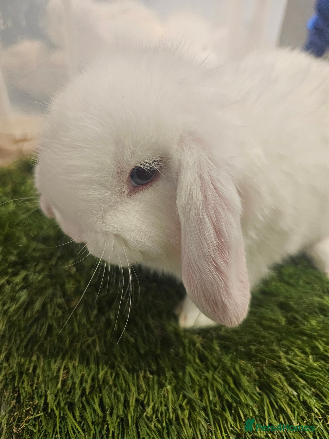 Mini Lop rabbits for sale: Pure Mini Lop Babies  - Advert 11