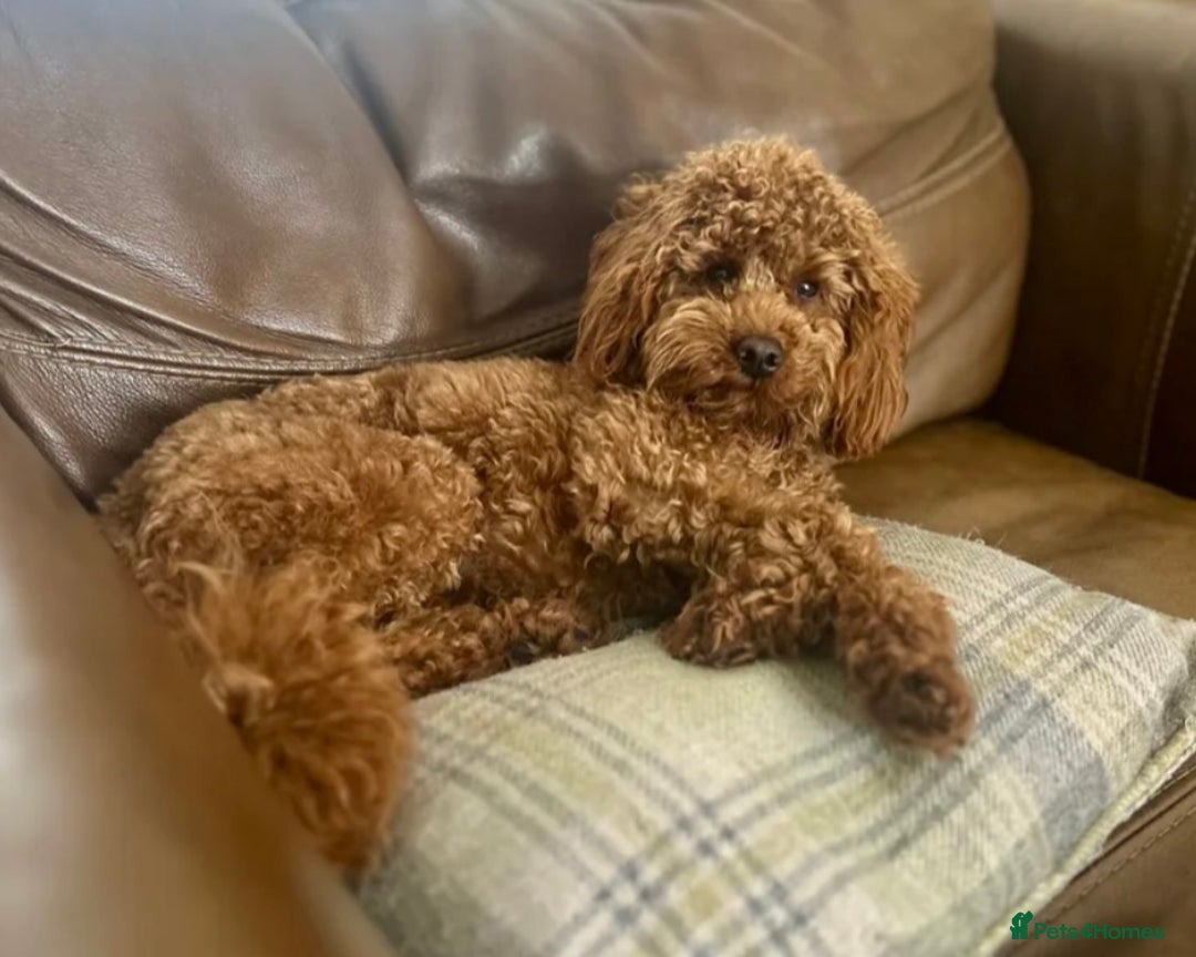 Cavapoo dogs for sale: Toy Cavapoo F1B - 4 girls & 3 boys - Advert 10