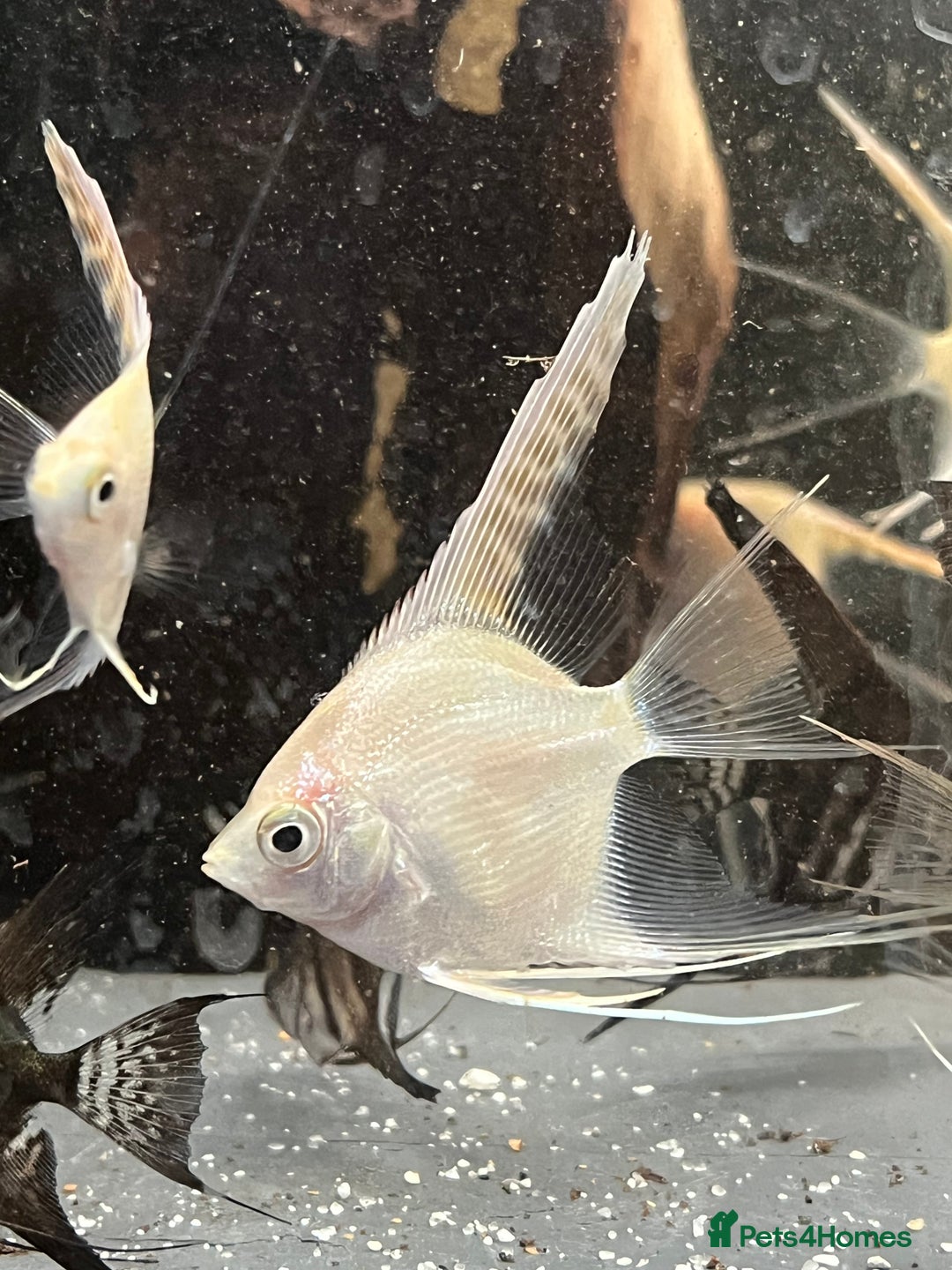 Angelfish fish for sale: Platinum white longfin angelfish - Advert 3
