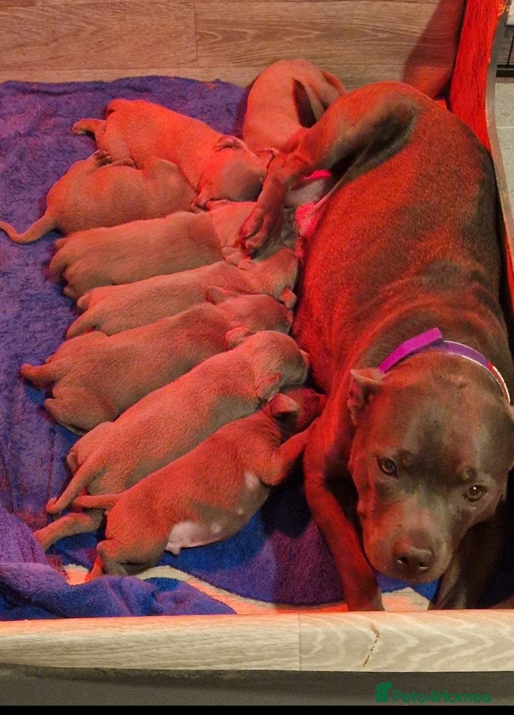 Staffordshire Bull Terrier dogs Staffordshire bull terrier blue puppies  - Advert 1