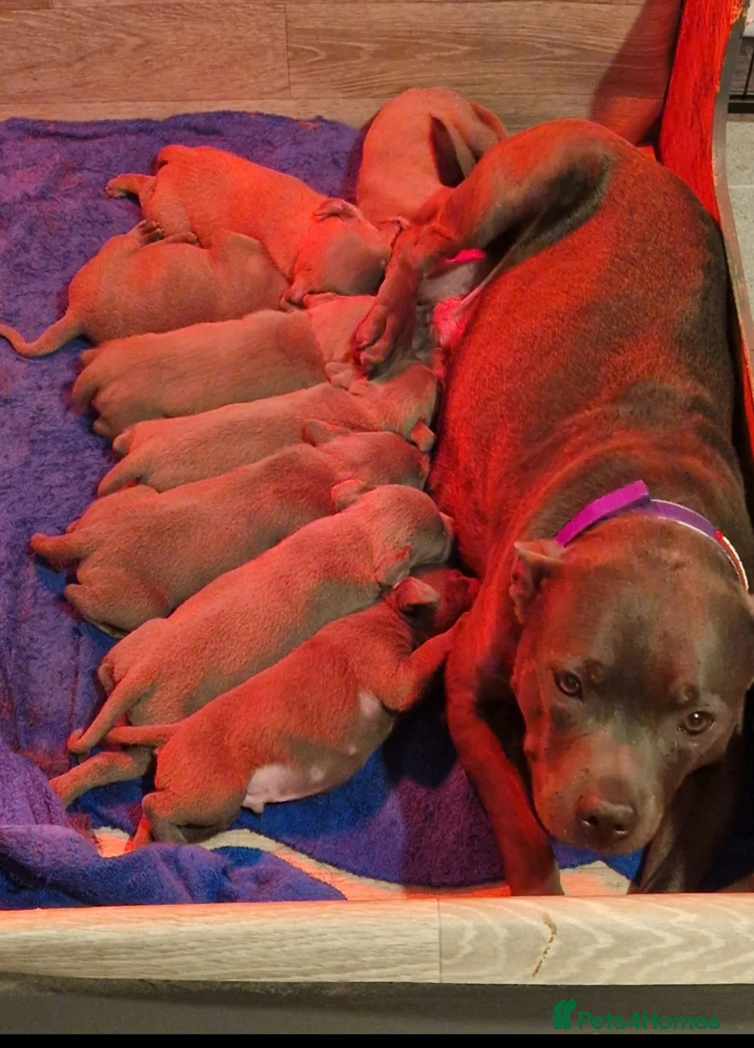 Staffordshire Bull Terrier dogs for sale: Staffordshire bull terrier blue puppies  - Advert 1