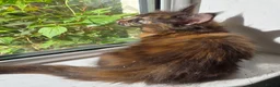 Maine Coon cats for sale: XL maine coon kittens GCCF  - Advert 21