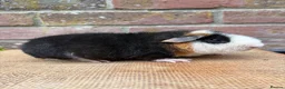 Guinea Pig rodents for sale: Handsome board  - Advert 6