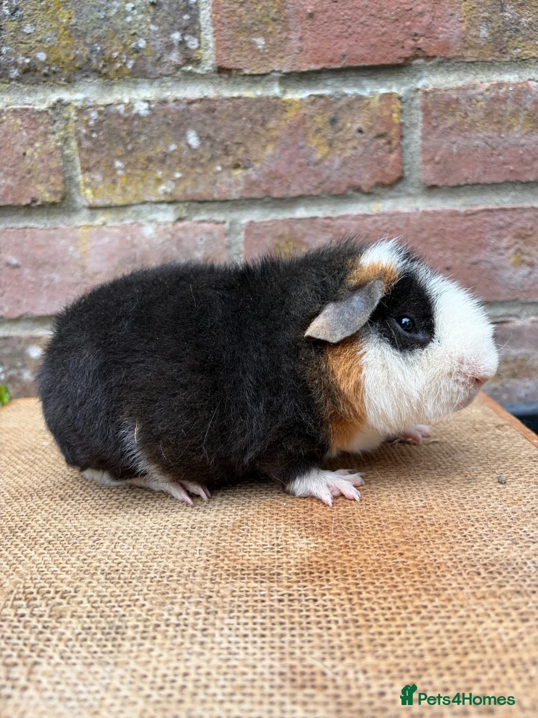 Guinea Pig rodents for sale: Handsome board  - Advert 6