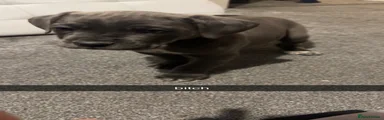 Cane Corso 4