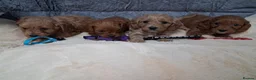 Cavapoo dogs for sale: LOVELY CAVAPOO PUPPY FOR SALE & REHOMING in Caerphilly - Advert 4