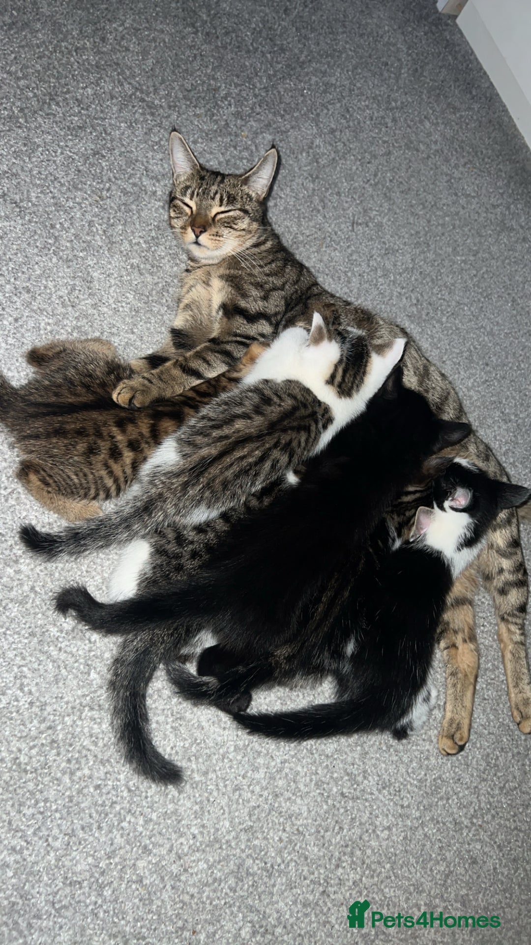 Mixed Breed cats for sale: Kittens  - Advert 20