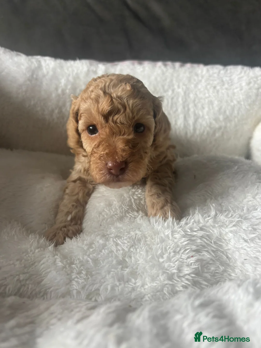 Toy Poodle dogs for sale: 🐶🐾Toy Poodle Puppies Only 1 Boy Left🐾🐶 - Advert 11